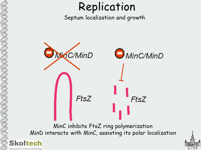 Replication Septum localization and growth MinC inhibits FtsZ ring polymerization MinD interacts with MinC,